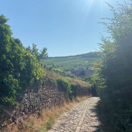 リースリング・ディルステルベルグ・2024・アガット・ビュルサン