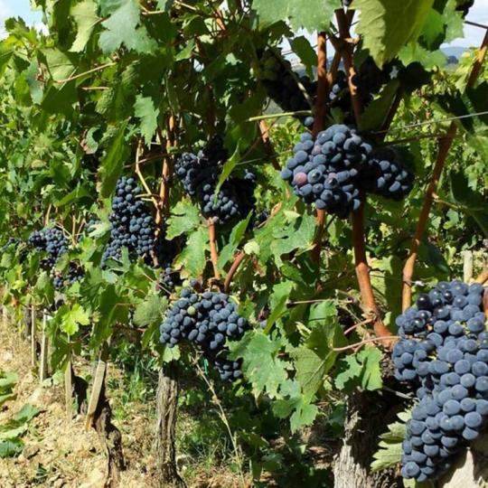 イタリア赤ワイン飲み比べ3本セット