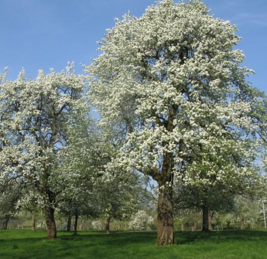 カルヴァドス・ルモルトン・30年