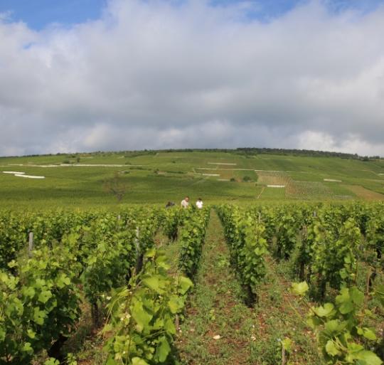 ムーラン・ナ・ヴァン・レ・ヴィエイユ・ヴィーニュ2017　ティボー・リジェ・ベレール