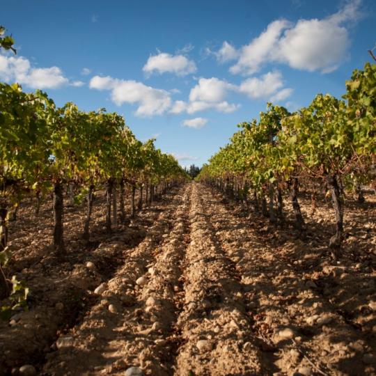 アルガリ・ブラン・2024・ピュエシュ・オー